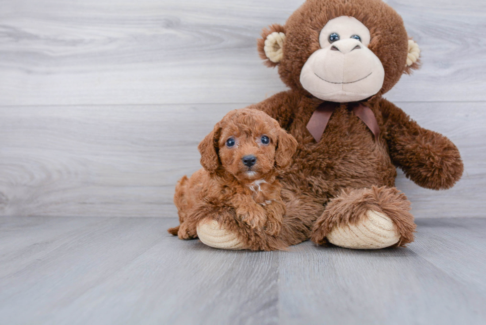 Popular Cavapoo Poodle Mix Pup