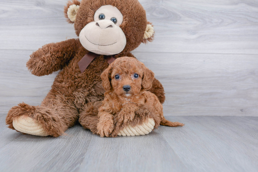 Best Cavapoo Baby