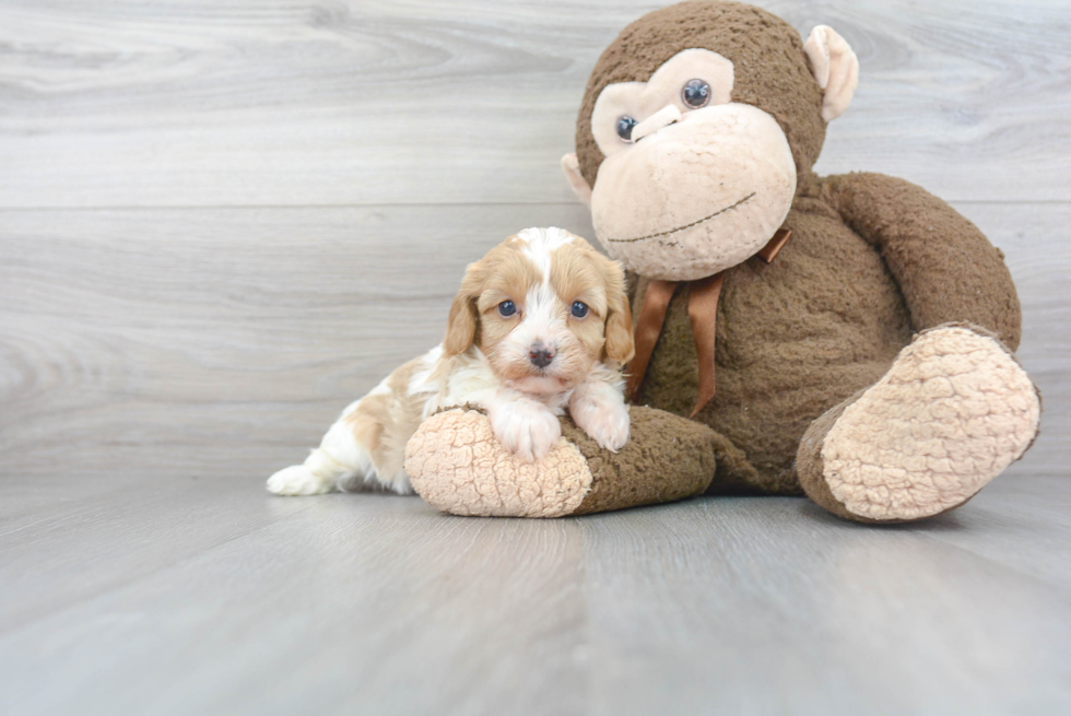 Best Cavapoo Baby