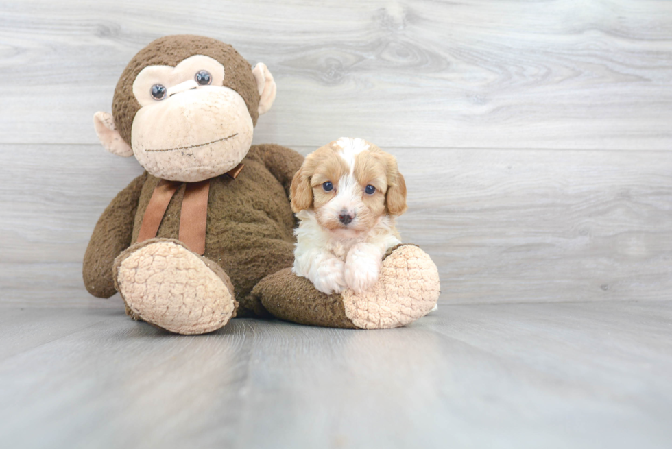 Cavapoo Puppy for Adoption