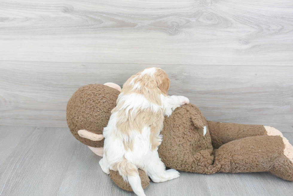 Cavapoo Pup Being Cute