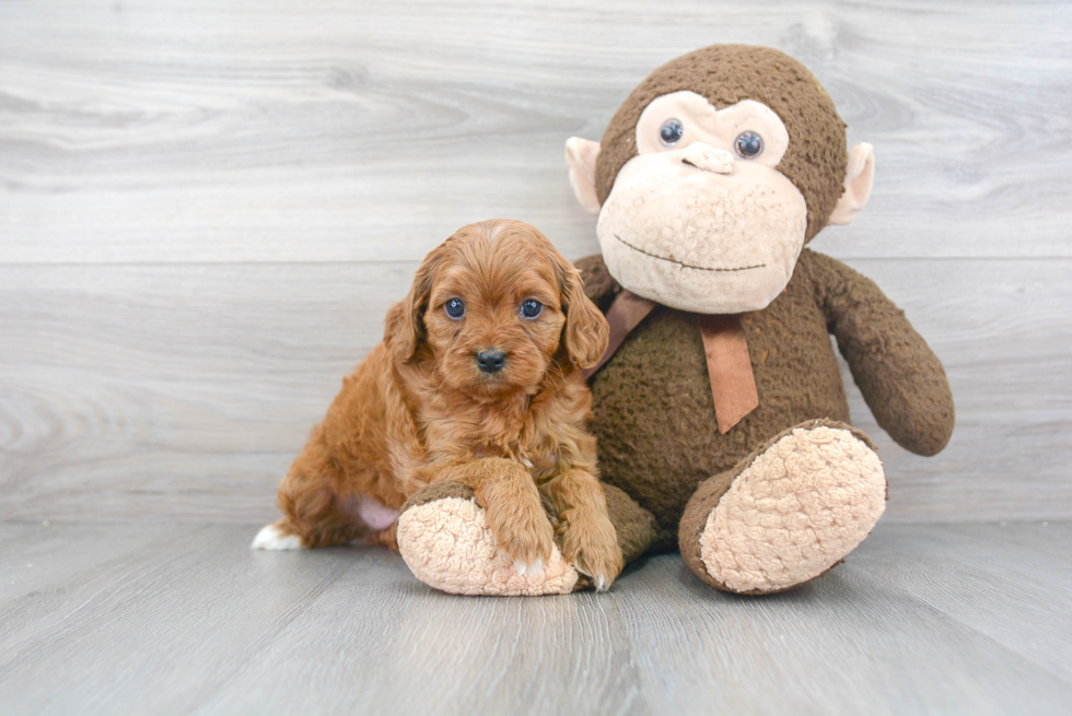 Best Cavapoo Baby