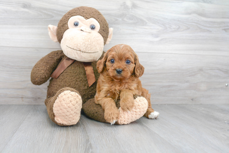 Cavapoo Pup Being Cute