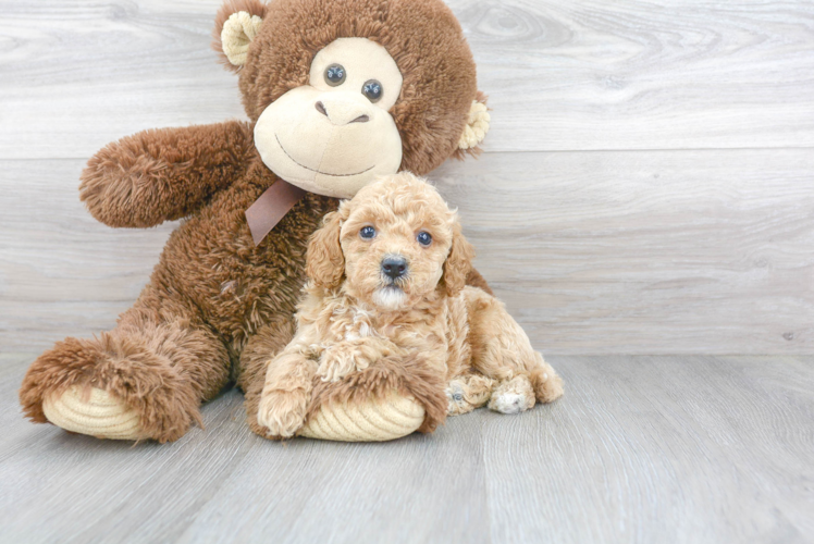 Friendly Cavapoo Baby