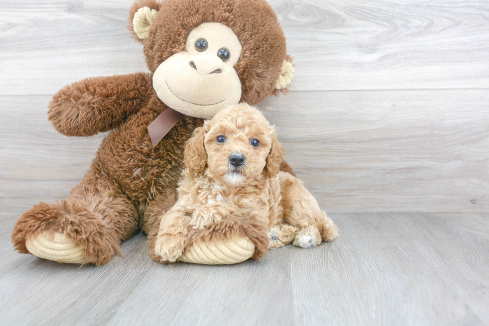 Friendly Cavapoo Baby