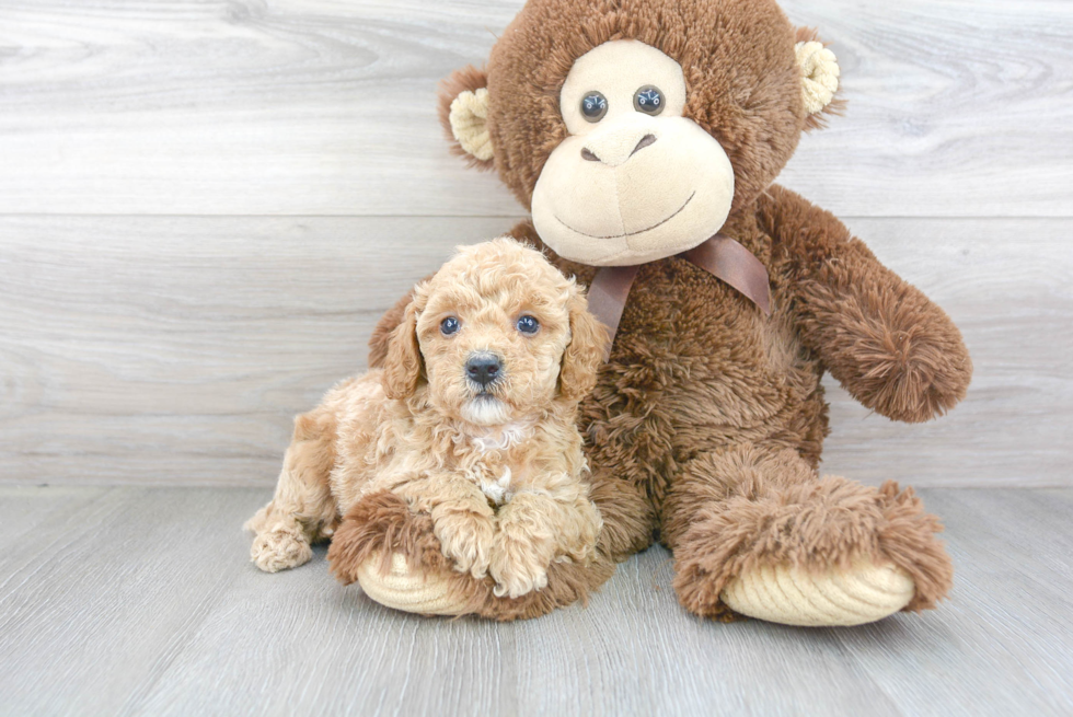 Playful Cavoodle Poodle Mix Puppy