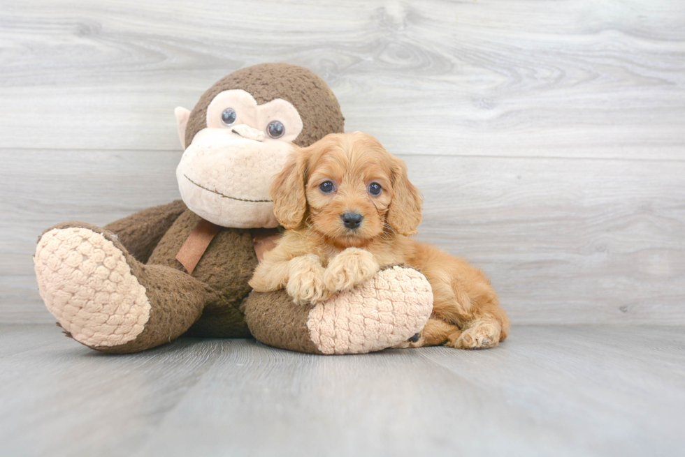 Petite Cavapoo Poodle Mix Pup