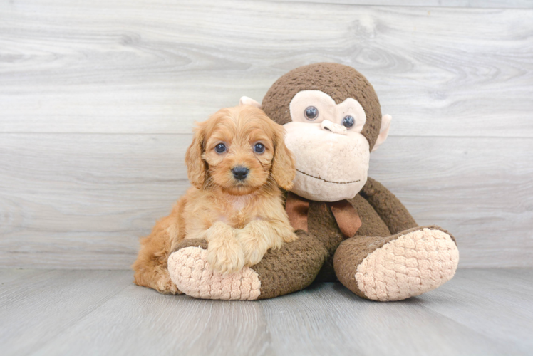 Small Cavapoo Baby