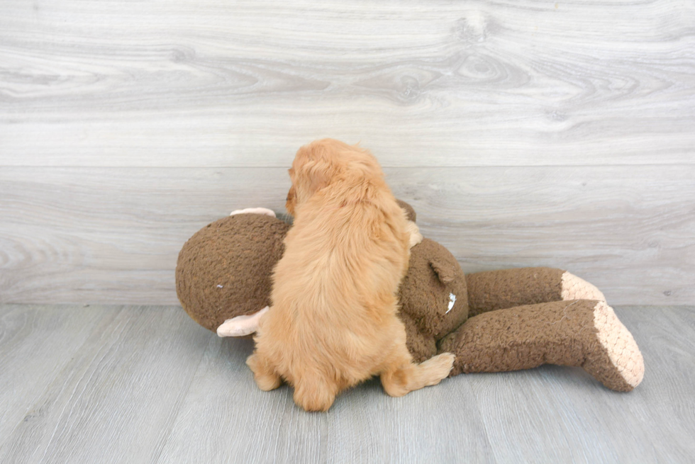 Energetic Cavoodle Poodle Mix Puppy