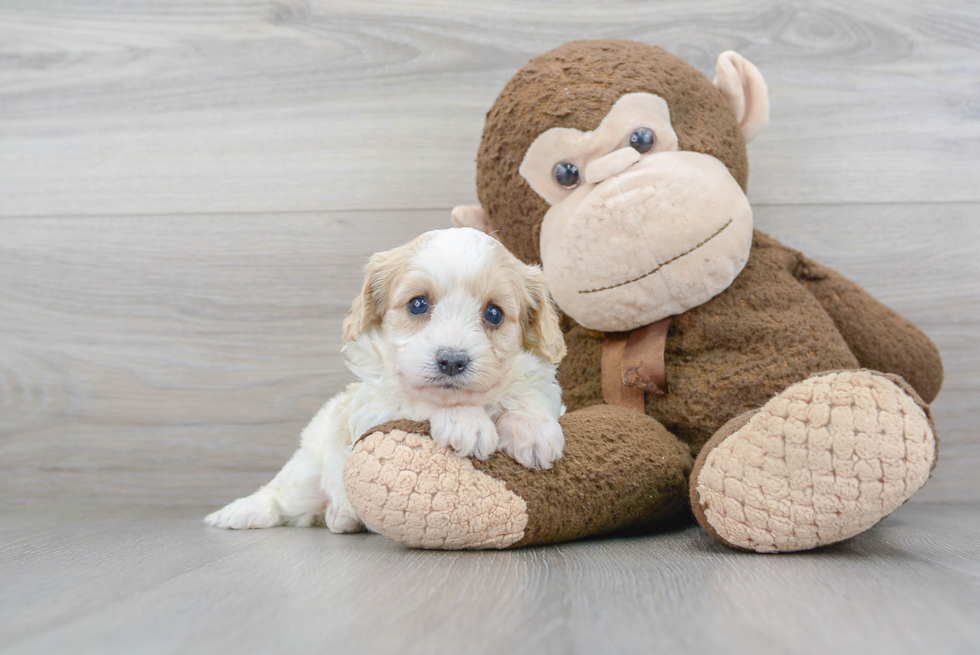 Cavapoo Pup Being Cute