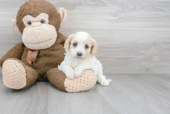 Adorable Cavoodle Poodle Mix Puppy