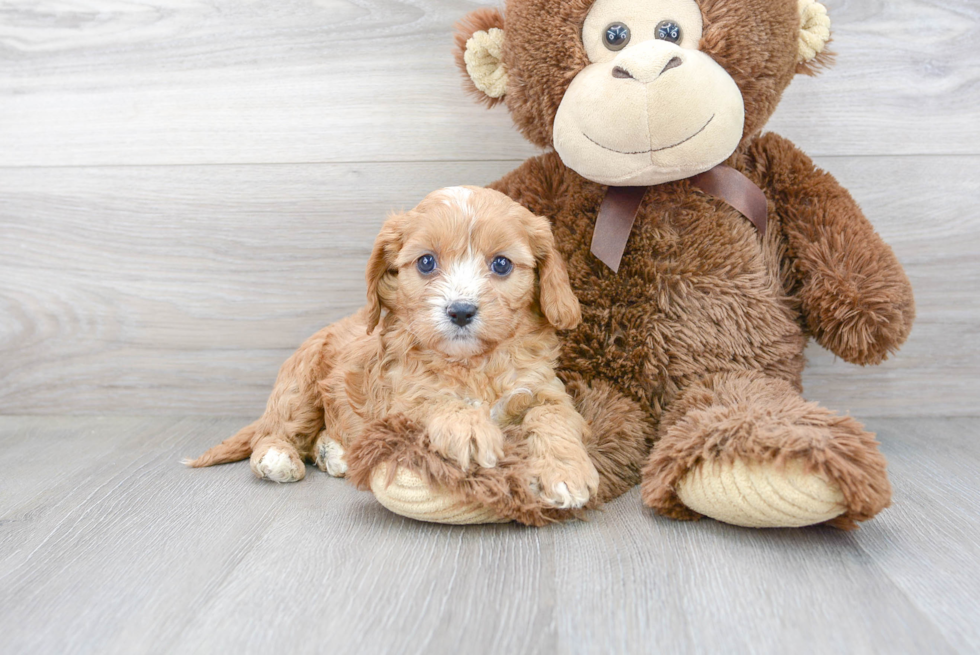 Playful Cavoodle Poodle Mix Puppy