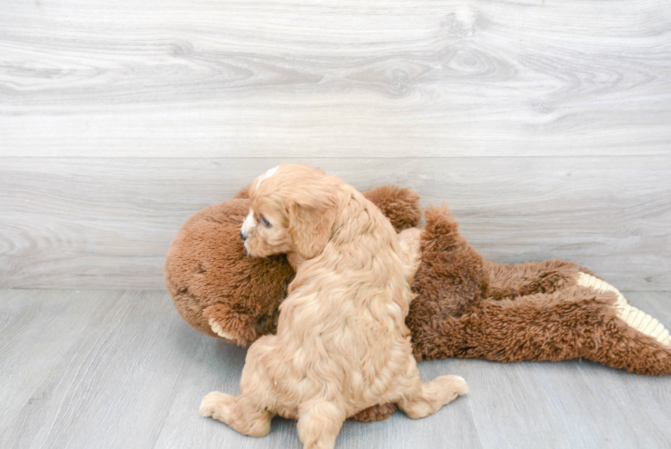 Sweet Cavapoo Baby