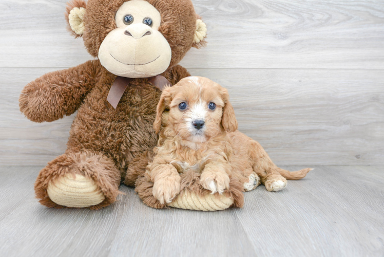 Cavapoo Pup Being Cute