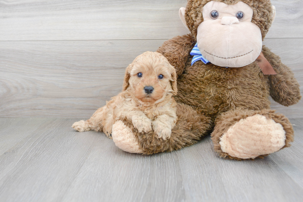 Cavapoo Pup Being Cute