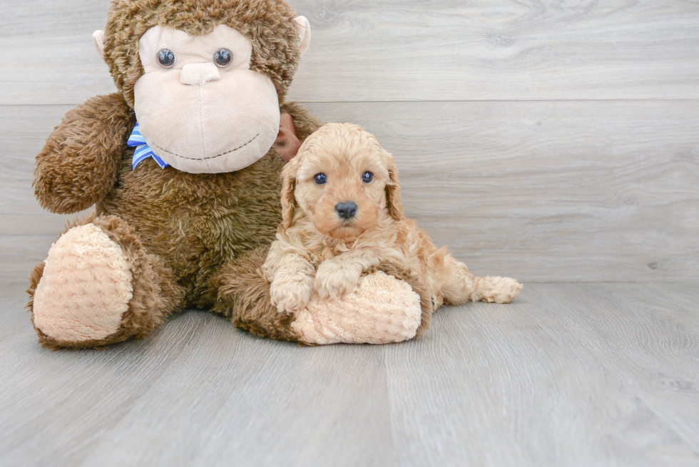 Cavapoo Pup Being Cute