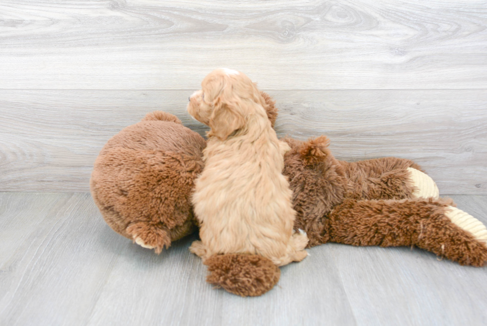 Energetic Cavoodle Poodle Mix Puppy