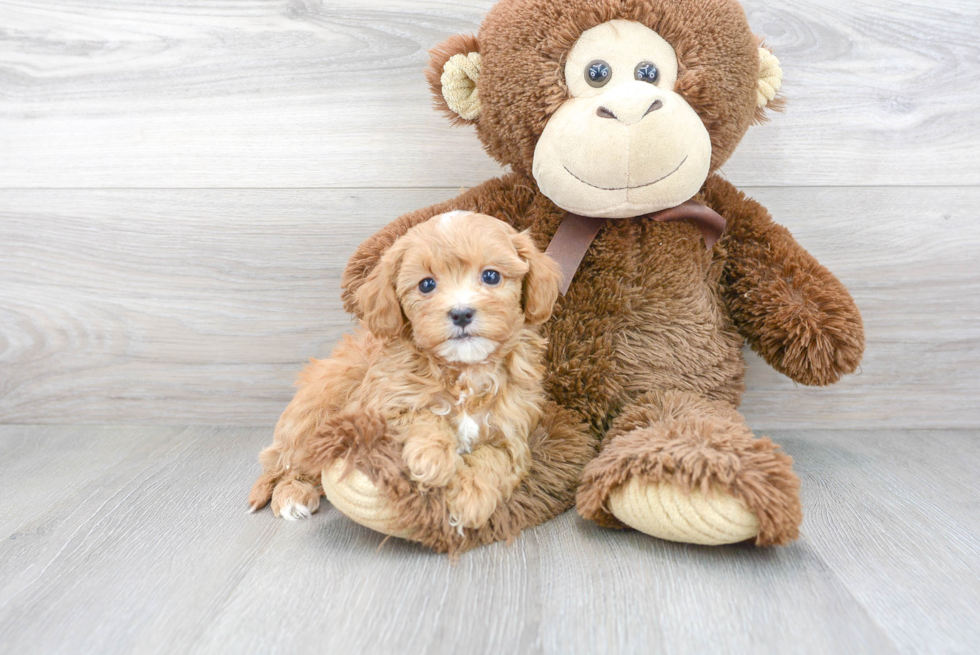 Best Cavapoo Baby