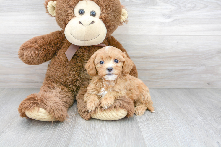 Cavapoo Pup Being Cute