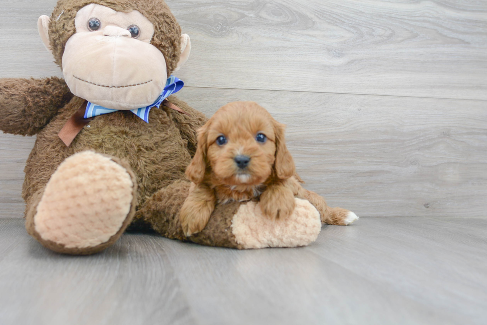 Cavapoo Pup Being Cute