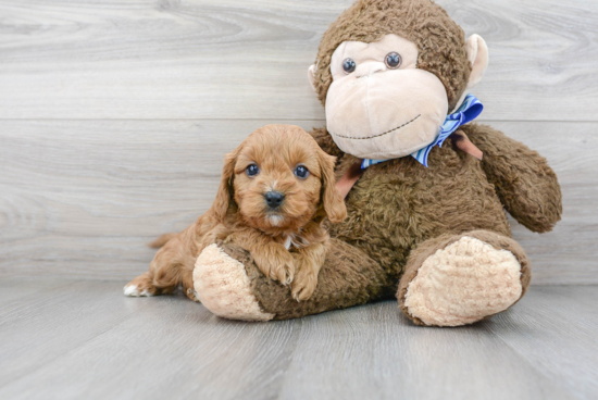 Cavapoo Puppy for Adoption