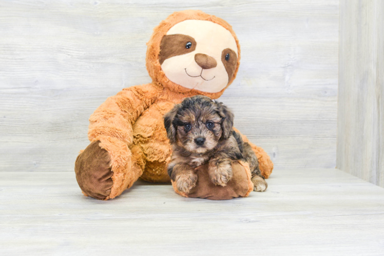 Energetic Cavoodle Poodle Mix Puppy