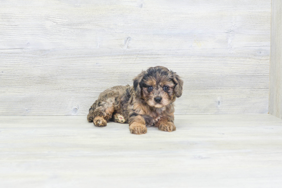 Cavapoo Pup Being Cute