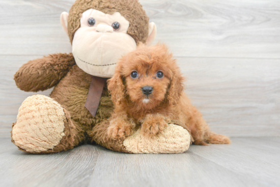 Cavapoo Puppy for Adoption