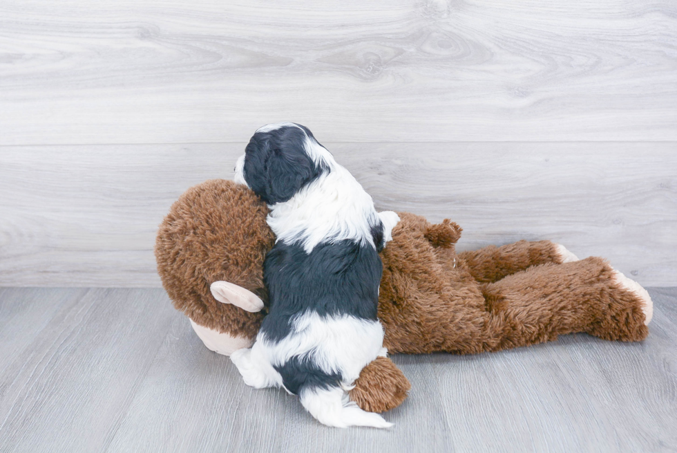 Little Cavoodle Poodle Mix Puppy