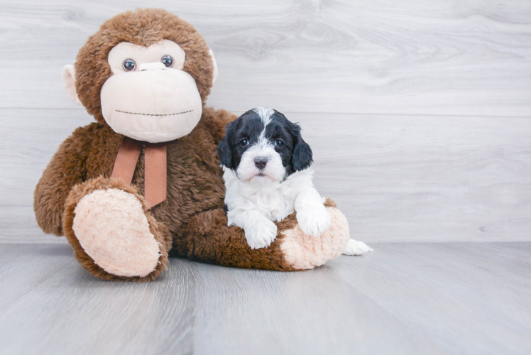 Adorable Cavoodle Poodle Mix Puppy