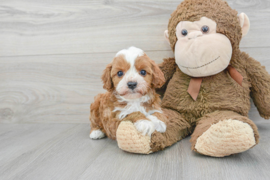 Small Cavapoo Baby