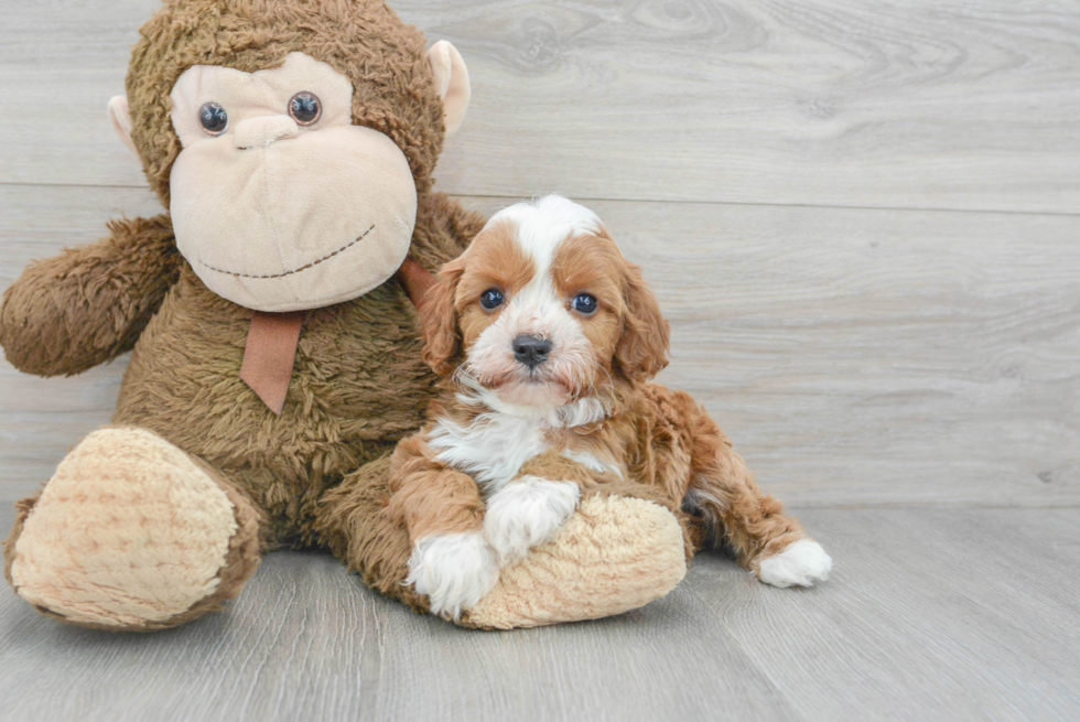 Cavapoo Pup Being Cute