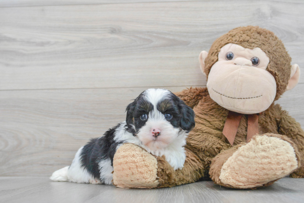 Best Cavapoo Baby