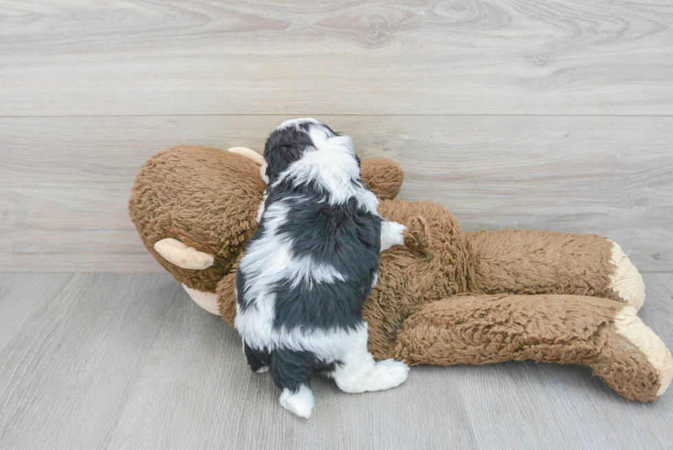 Small Cavapoo Baby