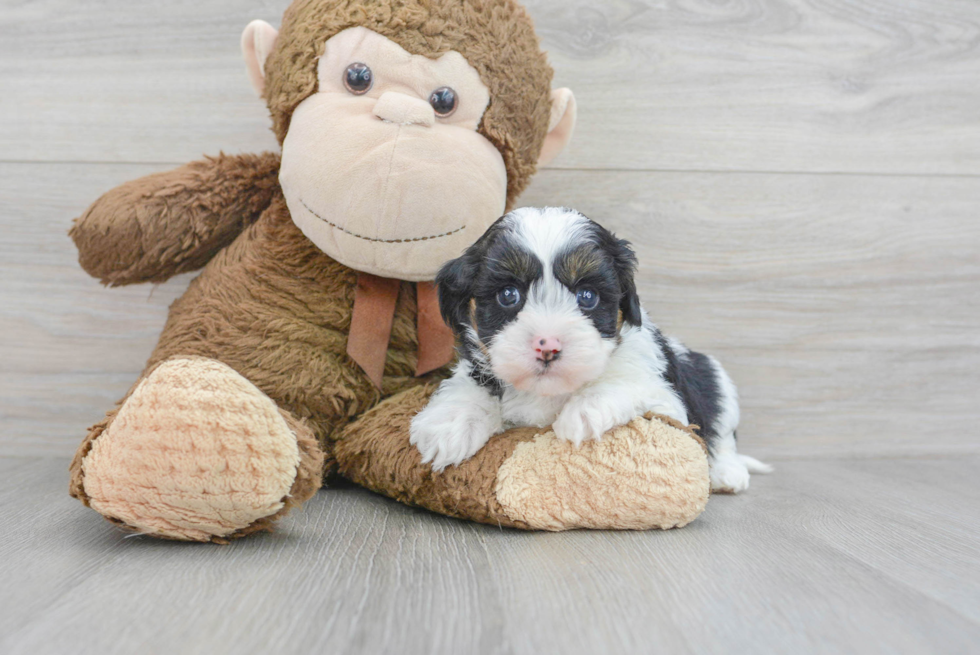 Best Cavapoo Baby