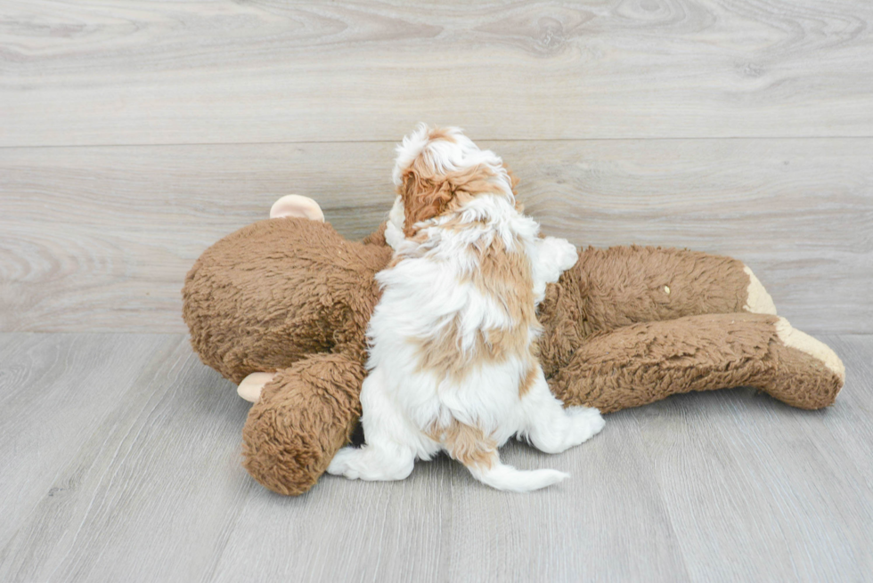 Happy Cavapoo Baby