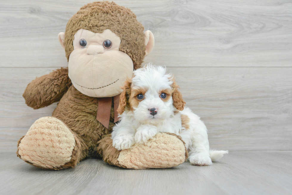 Smart Cavapoo Poodle Mix Pup