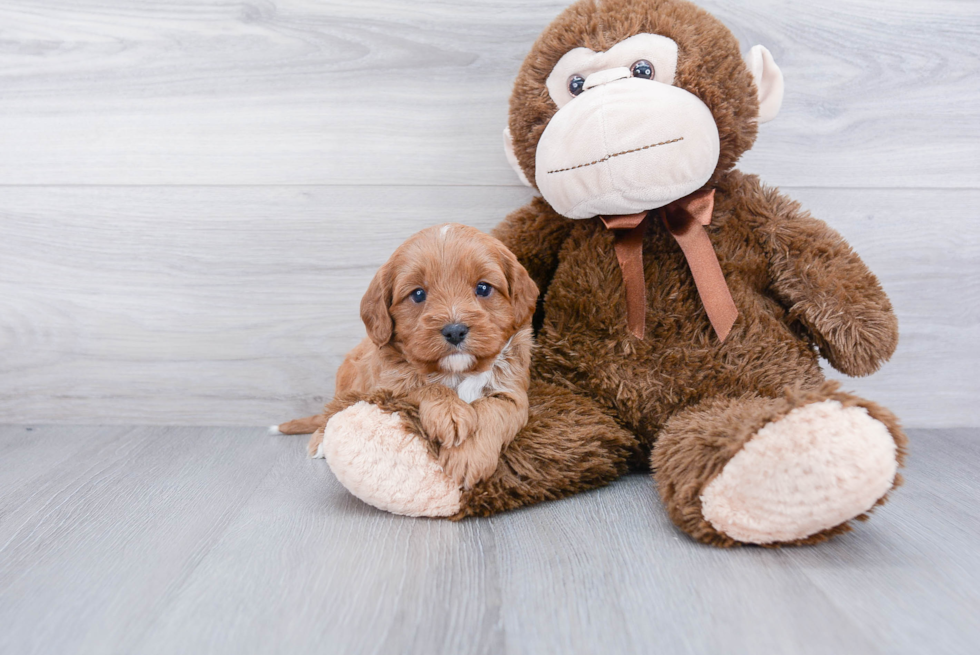 Adorable Cavoodle Poodle Mix Puppy