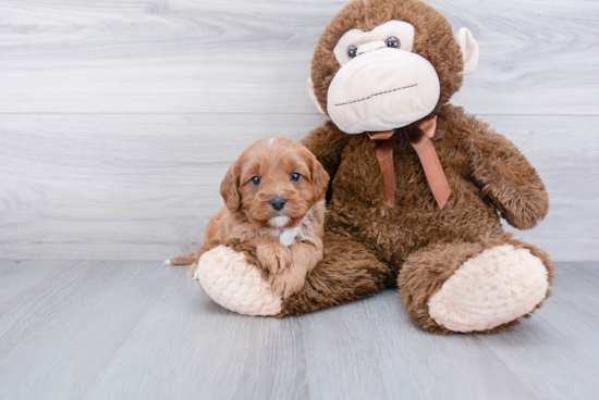 Adorable Cavoodle Poodle Mix Puppy