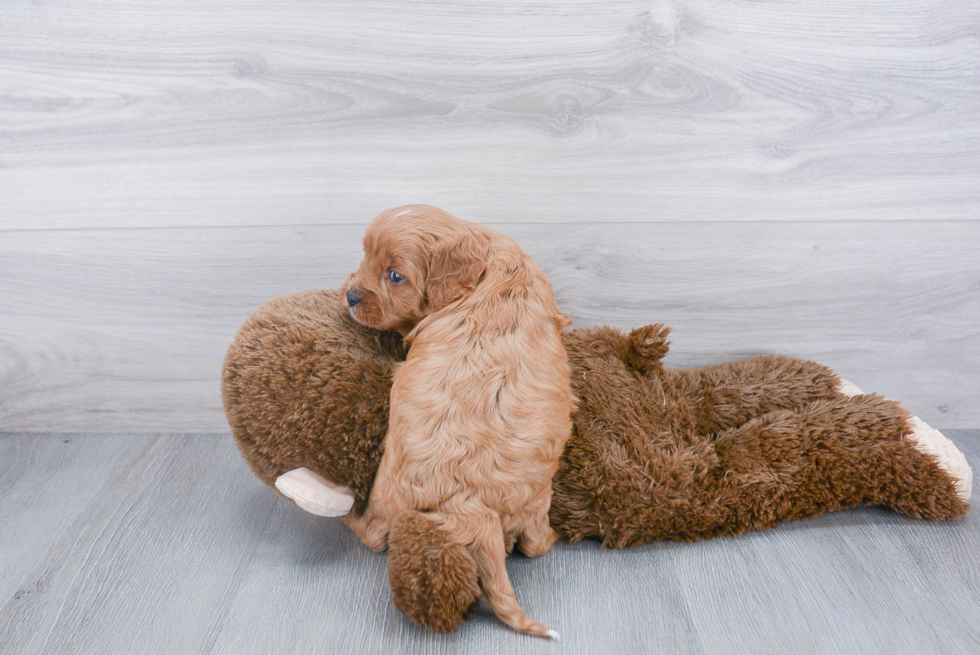 Playful Cavoodle Poodle Mix Puppy