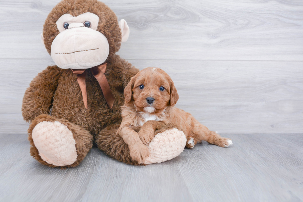 Sweet Cavapoo Baby