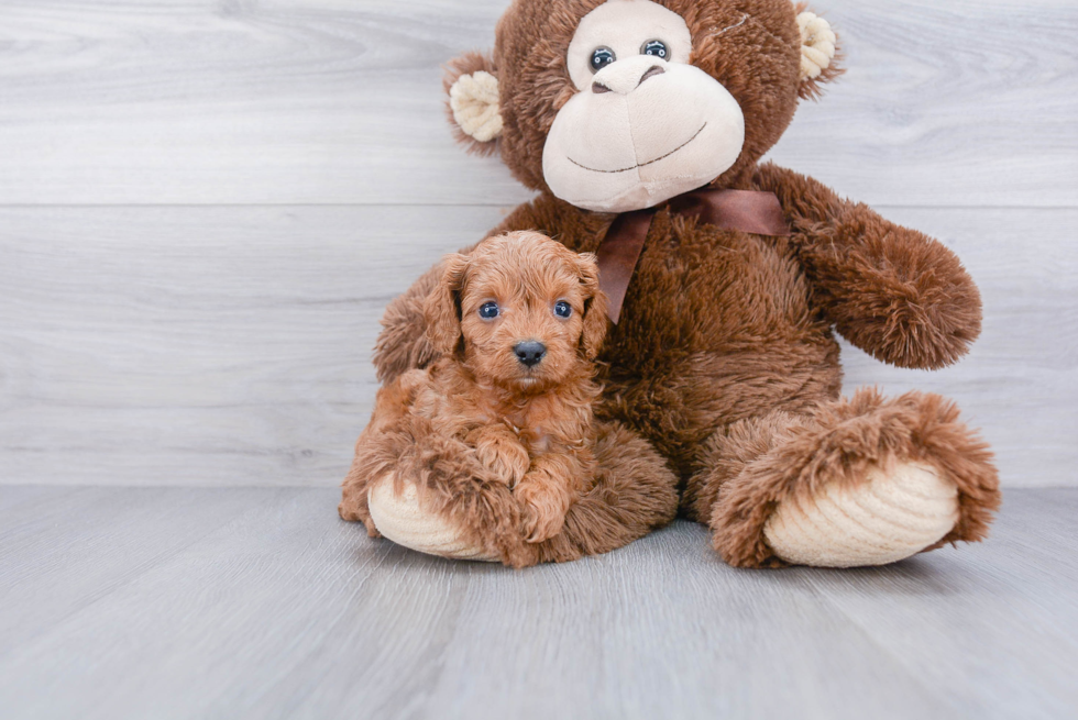 Sweet Cavapoo Baby