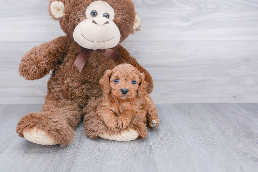 Sweet Cavapoo Baby