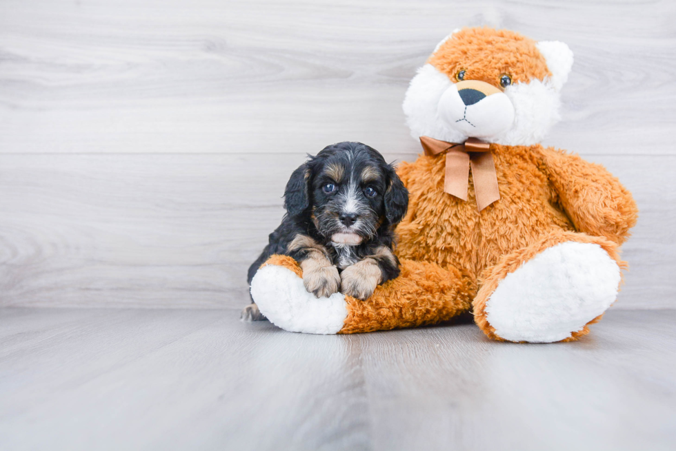 Cavapoo Pup Being Cute