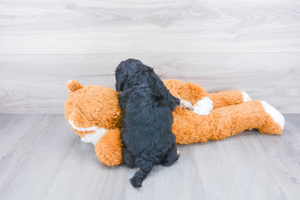 Best Cavapoo Baby