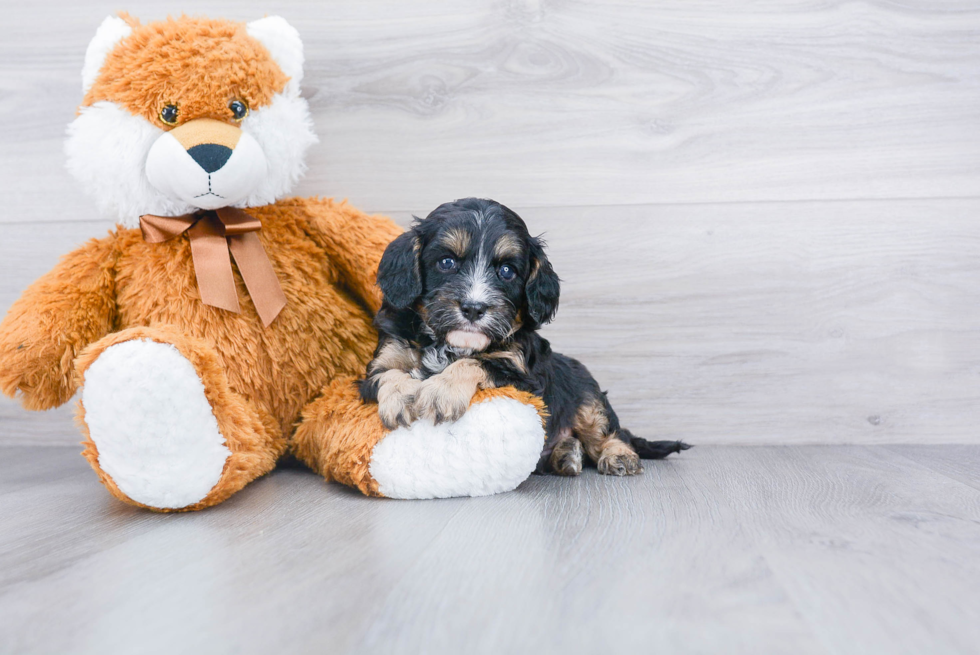 Cute Cavapoo Baby