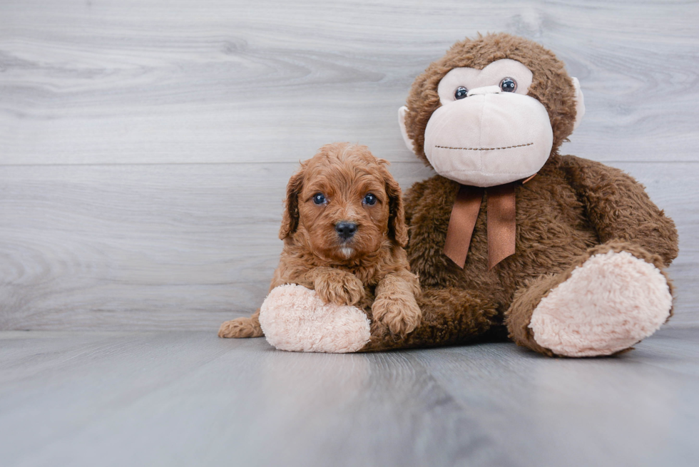 Cavapoo Pup Being Cute