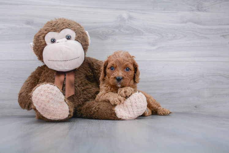 Fluffy Cavapoo Poodle Mix Pup