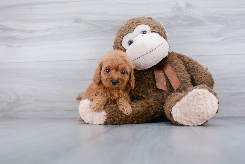 Cavapoo Puppy for Adoption