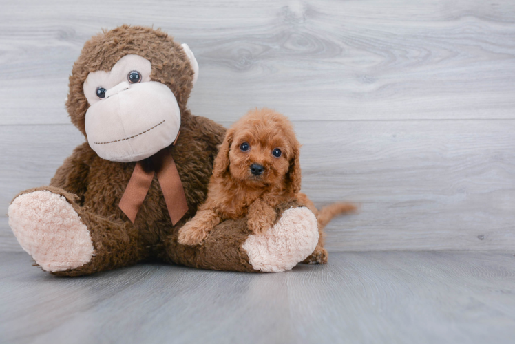 Cavapoo Puppy for Adoption